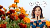 Foto ilustrativa de la nota titulada Estas son las 4 plantas que son ideales para tener el jardín lleno de flores los 365 días del año