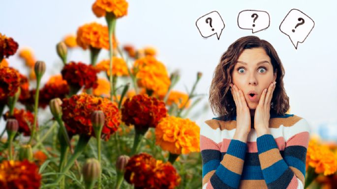 Estas son las 4 plantas que son ideales para tener el jardín lleno de flores los 365 días del año