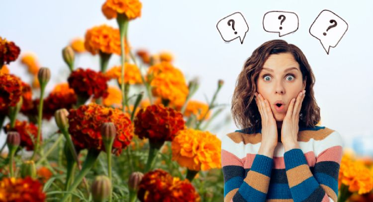 Estas son las 4 plantas que son ideales para tener el jardín lleno de flores los 365 días del año