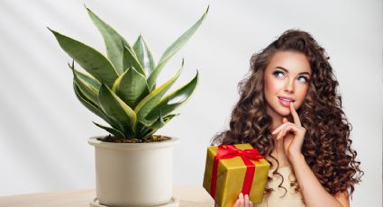 Qué quiere decir que alguien te regale una planta Lengua de Suegra