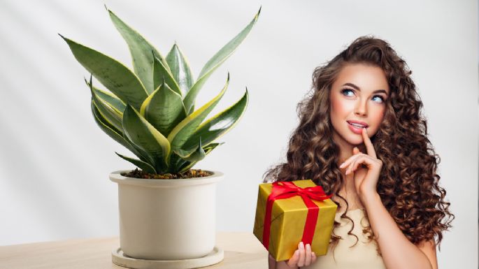 Qué quiere decir que alguien te regale una planta Lengua de Suegra