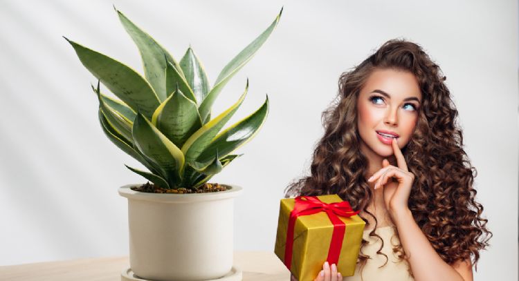 Qué quiere decir que alguien te regale una planta Lengua de Suegra