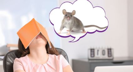 Qué significa para la psicología que alguien sueñe que aparecen ratas