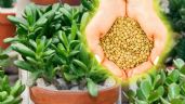 Foto ilustrativa de la nota titulada Cómo aplicar las lentejas en tu Árbol de Jade para que estalle de flores en junio