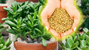 Cómo aplicar las lentejas en tu Árbol de Jade para que estalle de flores en junio
