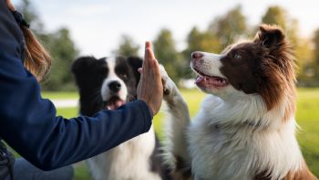 ¿Quieres trabajar con animales? Estas son las vacantes disponibles en Bogotá
