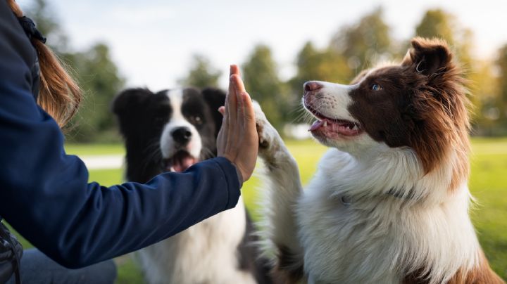 ¿Quieres trabajar con animales? Estas son las vacantes disponibles en Bogotá