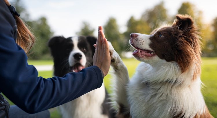 ¿Quieres trabajar con animales? Estas son las vacantes disponibles en Bogotá