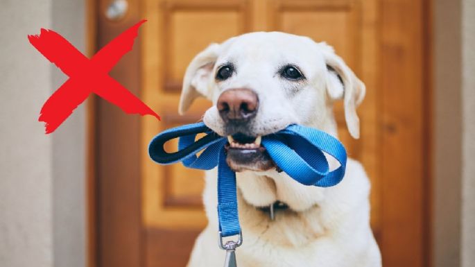 Dile adiós a pasear a tu perro: este es el país que lo tiene prohibido por motivos religiosos
