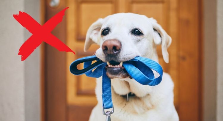 Dile adiós a pasear a tu perro: este es el país que lo tiene prohibido por motivos religiosos