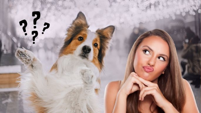 Dile adiós a la humedad en las patas de tu perro con estos 5 consejos de expertos veterinarios