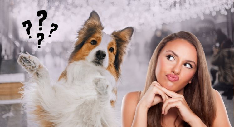 Dile adiós a la humedad en las patas de tu perro con estos 5 consejos de expertos veterinarios