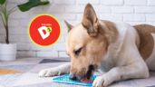 Foto ilustrativa de la nota titulada Estos son los 3 productos de tiendas D1 que pueden hacer más feliz a tu mascota por menos de 11.000 pesos