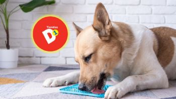 Estos son los 3 productos de tiendas D1 que pueden hacer más feliz a tu mascota por menos de 11.000 pesos