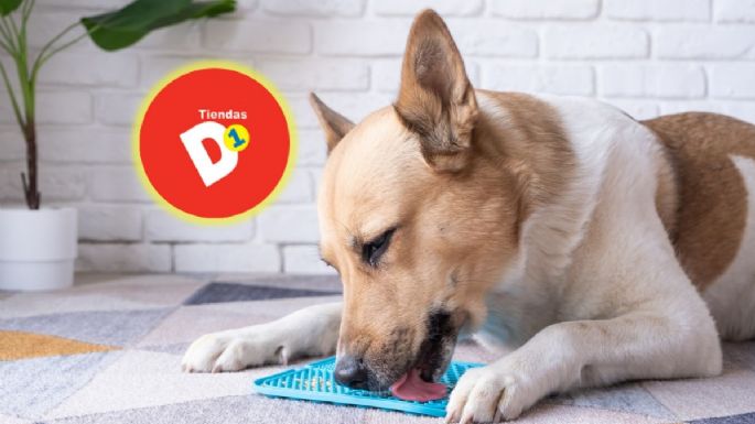 Estos son los 3 productos de tiendas D1 que pueden hacer más feliz a tu mascota por menos de 11.000 pesos