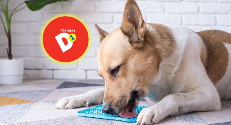 Estos son los 3 productos de tiendas D1 que pueden hacer más feliz a tu mascota por menos de 11.000 pesos