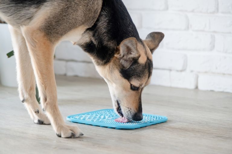 alfombrilla para lamer alimento perros productos de d1 colombia