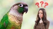 Foto ilustrativa de la nota titulada Se conoció de cuánto es la multa por tener un loro en casa en Colombia