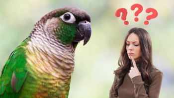 Se conoció de cuánto es la multa por tener un loro en casa en Colombia