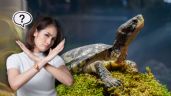 Foto ilustrativa de la nota titulada Cuánto cuesta en Colombia la multa por poseer una tortuga en tu casa