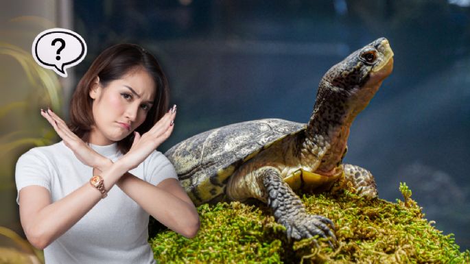 Cuánto cuesta en Colombia la multa por poseer una tortuga en tu casa