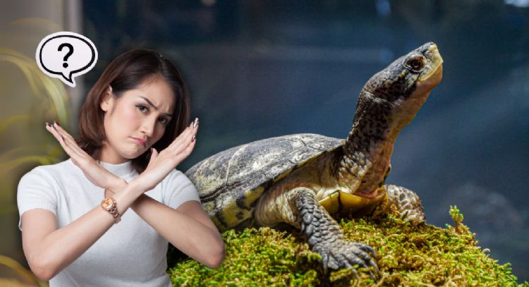Cuánto cuesta en Colombia la multa por poseer una tortuga en tu casa