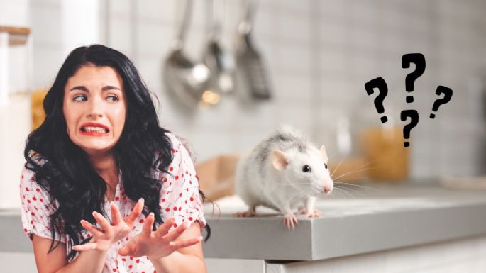 Ahuyenta para siempre los ratones de tu cocina con este veneno casero a base de 3 ingredientes