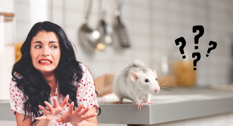 Ahuyenta para siempre los ratones de tu cocina con este veneno casero a base de 3 ingredientes