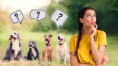 Foto ilustrativa de la nota titulada ¿Qué raza de perro serías, según tu fecha de nacimiento?