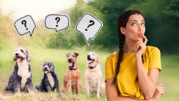 ¿Qué raza de perro serías, según tu fecha de nacimiento?