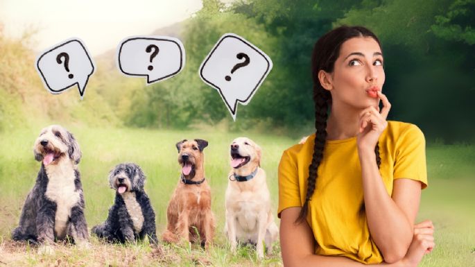¿Qué raza de perro serías, según tu fecha de nacimiento?