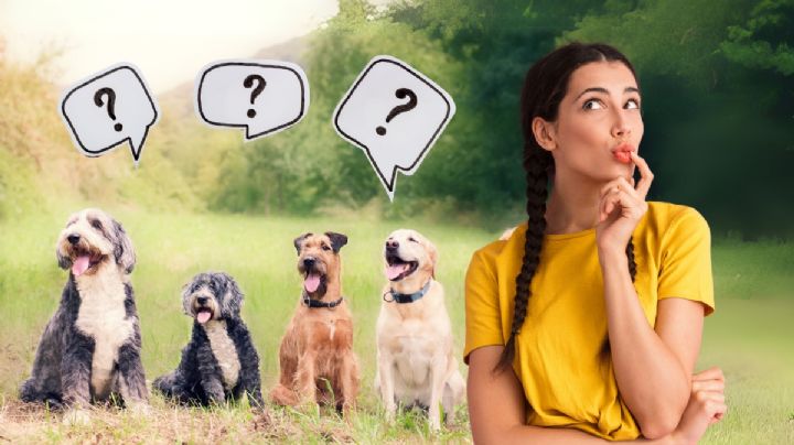 ¿Qué raza de perro serías, según tu fecha de nacimiento?