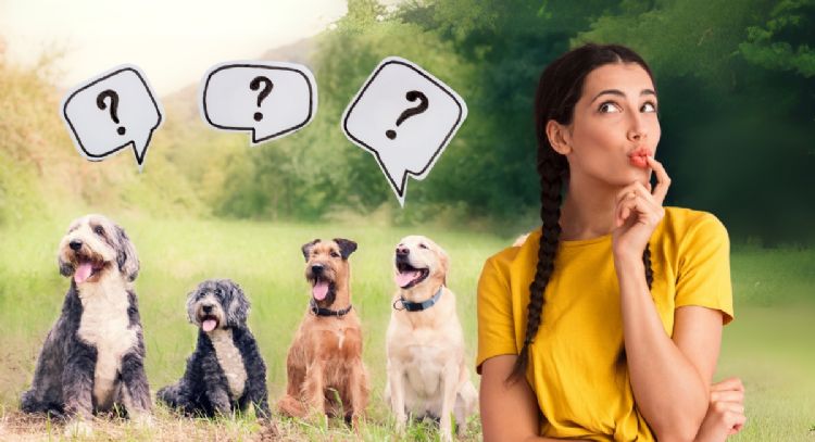 ¿Qué raza de perro serías, según tu fecha de nacimiento?