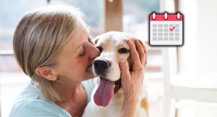 Se confirmó una feliz noticia para los dueños de perros y gatos a partir de este 10 de junio en Bogotá