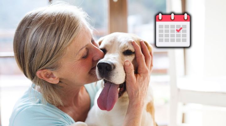 Se confirmó una feliz noticia para los dueños de perros y gatos a partir de este 10 de junio en Bogotá
