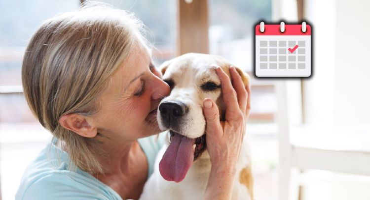 Se confirmó una feliz noticia para los dueños de perros y gatos a partir de este 10 de junio en Bogotá