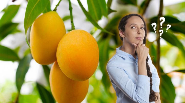 Ni manguero ni manganero: así se llama realmente el árbol de mango y no todos lo saben
