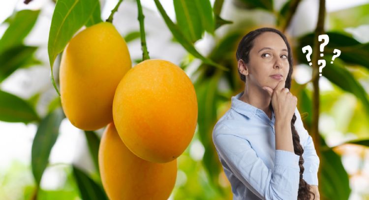 Ni manguero ni manganero: así se llama realmente el árbol de mango y no todos lo saben