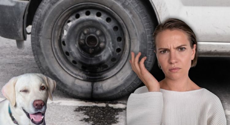 Qué debería hacer para que un perro no orine la llanta del carro