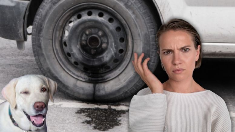 Qué debería hacer para que un perro no orine la llanta del carro