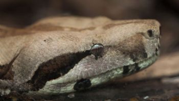 Pánico por la aparición de una boa constrictor en San Carlos, Antioquia