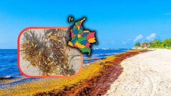 ¿Cuándo es la temporada de sargazo en Colombia?