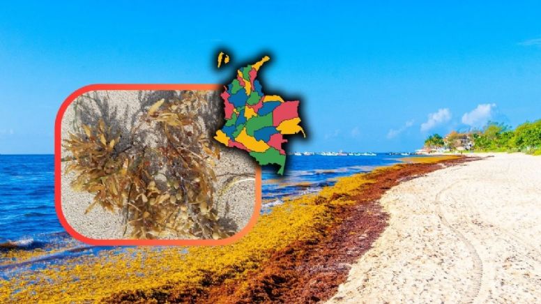 ¿Cuándo es la temporada de sargazo en Colombia?