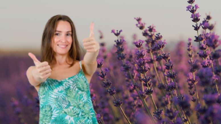 Cómo cuidar la planta de lavanda y mantenerla sin plagas