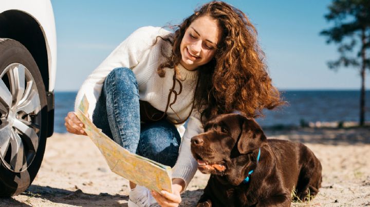 Qué documentación necesito para viajar en avión con mi mascota