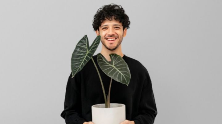 Qué planta es compatible con cada signo del zodíaco