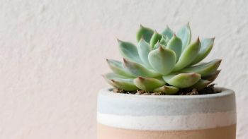 Cómo identificar si a una suculenta le falta agua