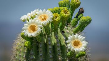 Cómo hacer florecer los cáctus: 3 trucos que nunca fallan