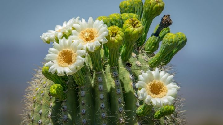 Cómo hacer florecer los cáctus: 3 trucos que nunca fallan