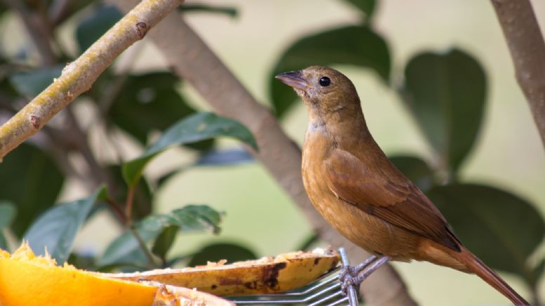 ¿Qué significa que un pájaro te visite en tu casa?